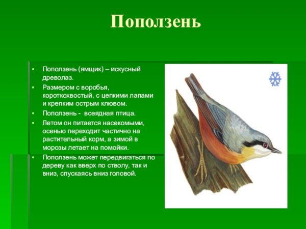 Поползень презентация