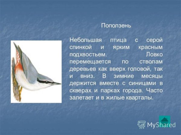 Поползень птица описание