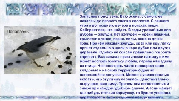 Рассказ о зимующих птицах