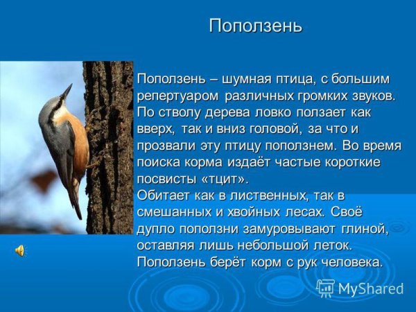 Обыкновенный поползень описание