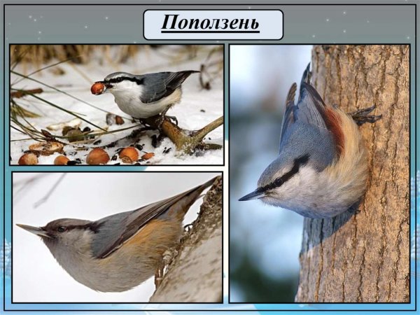 Поползень для детей