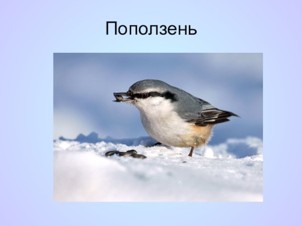Поползень презентация для детей