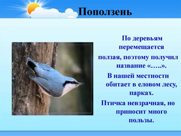 Поползень описание