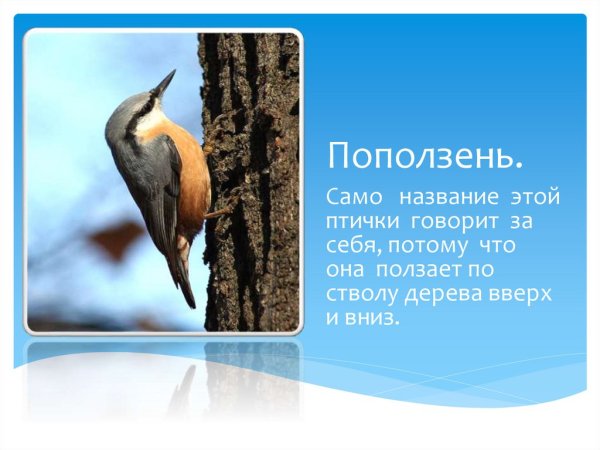 Обыкновенный поползень описание