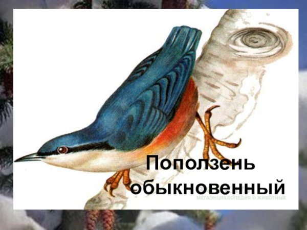 Рисунок поползень обыкновенный