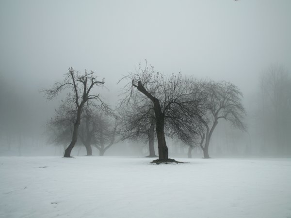 Зимние деревья в тумане