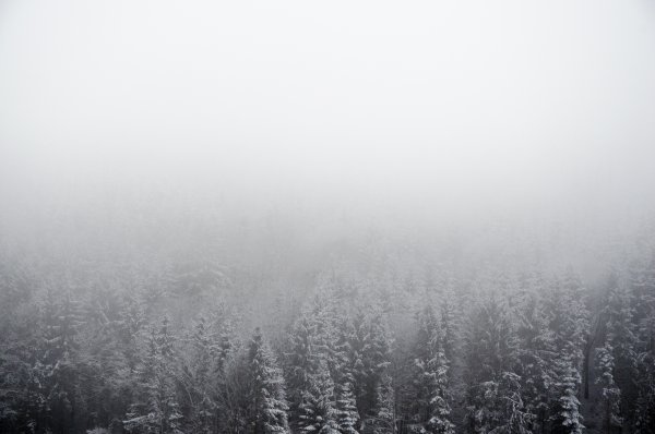 Зимний лес в тумане