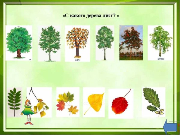 Деревья для дошкольников