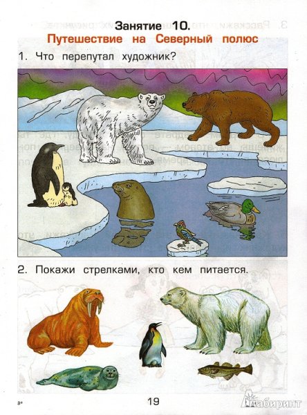 Животные севера задания