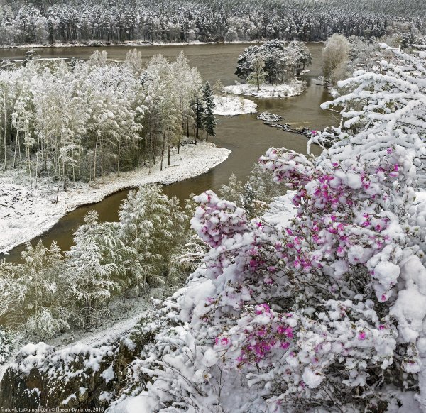 Багульник Сибирский зимой