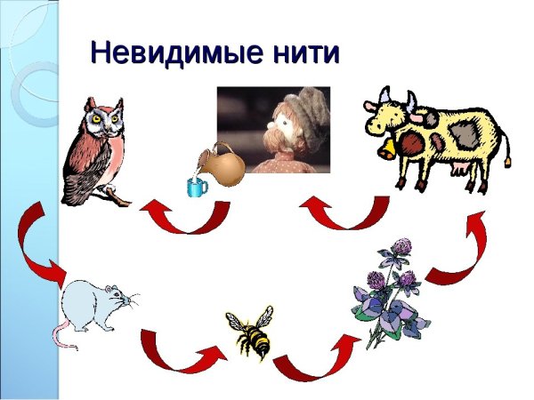 Невидимые нити растения и животные примеры Виды невидимых нитей