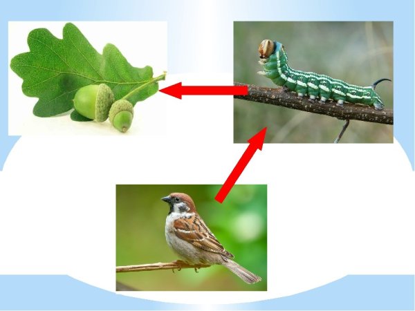 Примеры невидимых нитей в природе 2 класс окружающий мир