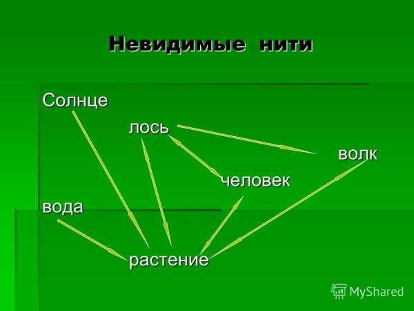 Невидимые нити в осеннем лесу окружающий мир