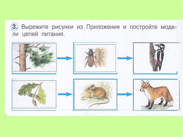 Пищевые цепи питания в еловом лесу