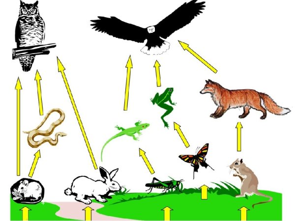 Биотические связи в природе пищевые связи