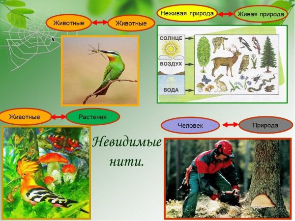 Невидимые нити в весеннем лесу 2 класс окружающий мир