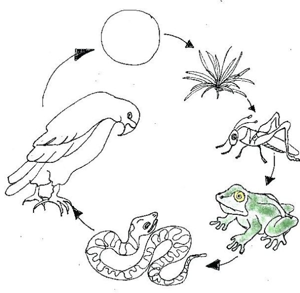 Зарисовать цепь питания