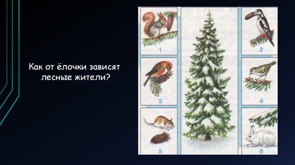 Невидимые нити в лесу