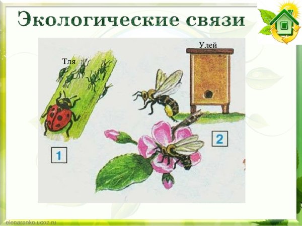 Невидимые нити 2 класс окружающий мир