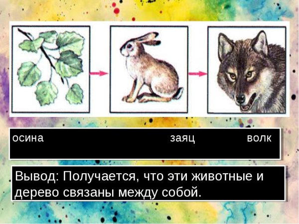 Цепь питания осина заяц волк