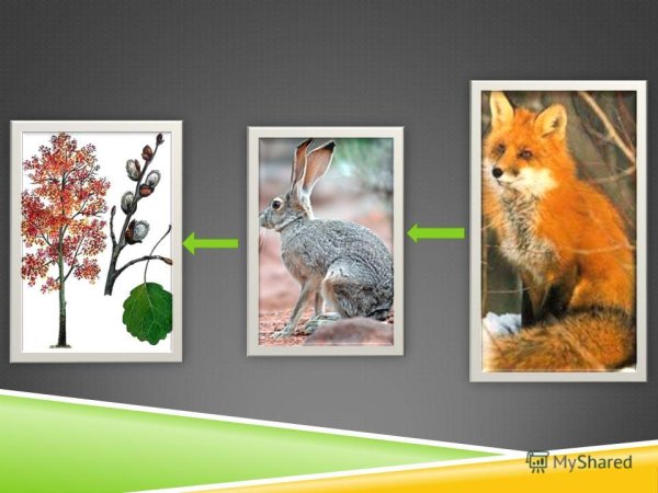 Модель невидимых связей в природе