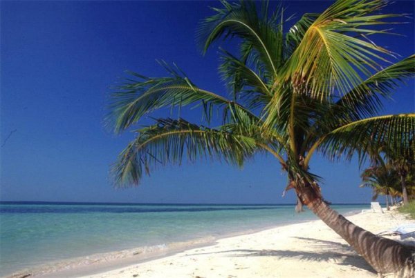 Варадеро пальмы