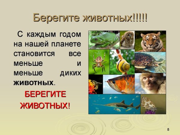 Берегите животных
