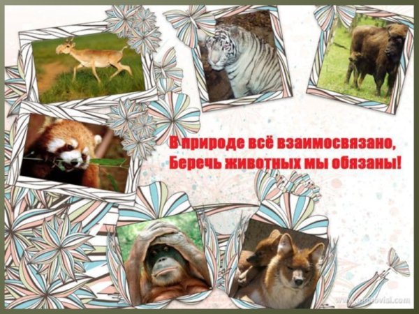 Охрана животных картинки