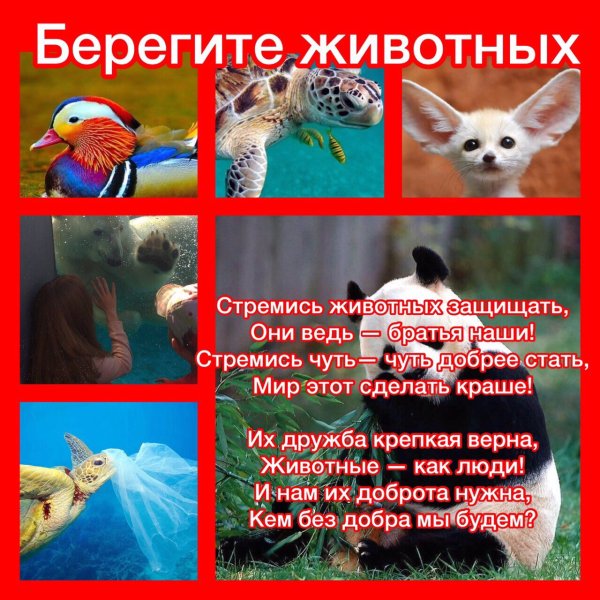 Берегите животных
