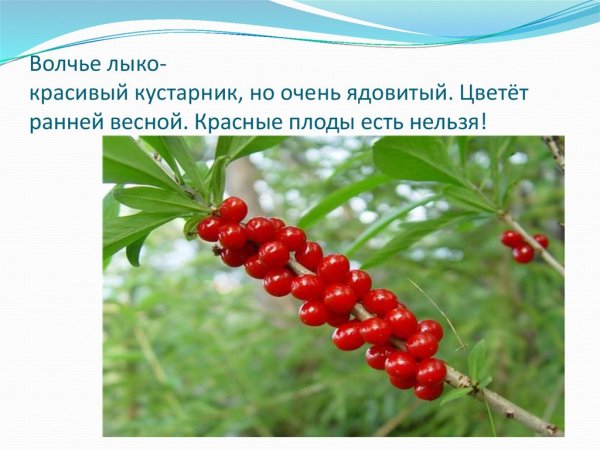 Волчье лыко опасное растение