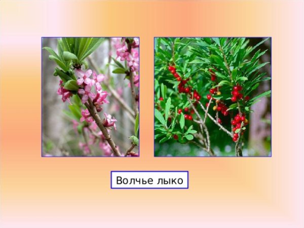 Волчье лыко это охраняемое растение