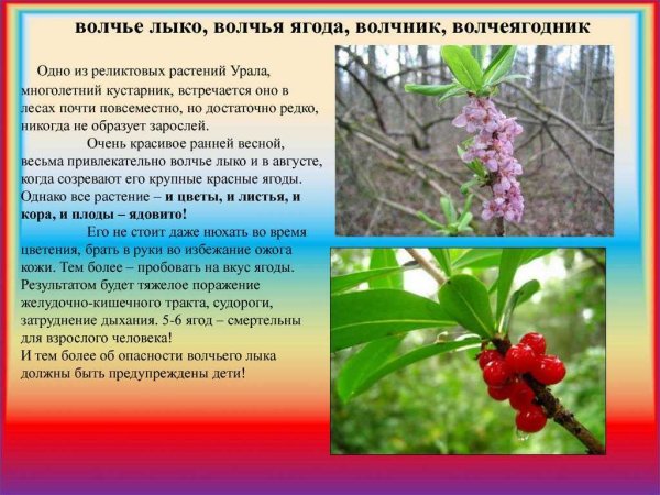 Волчье лыко окружающий мир 3 класс