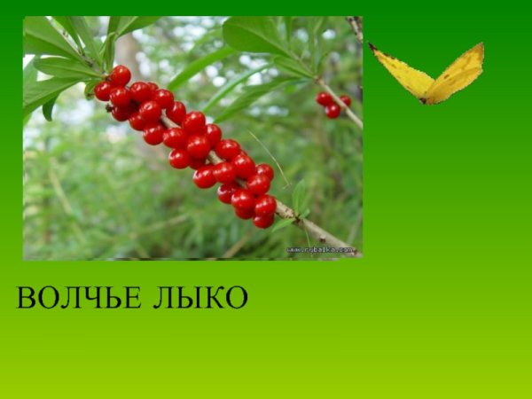 Лесные опасности 2 класс окружающий Волчье лыко