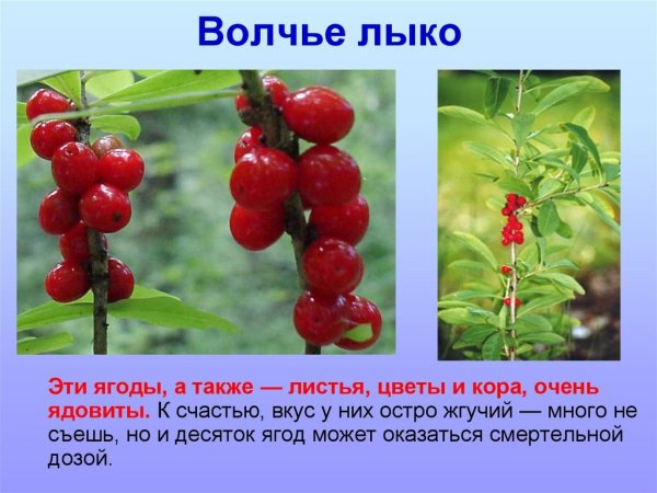 Волчья ягода и Волчье лыко