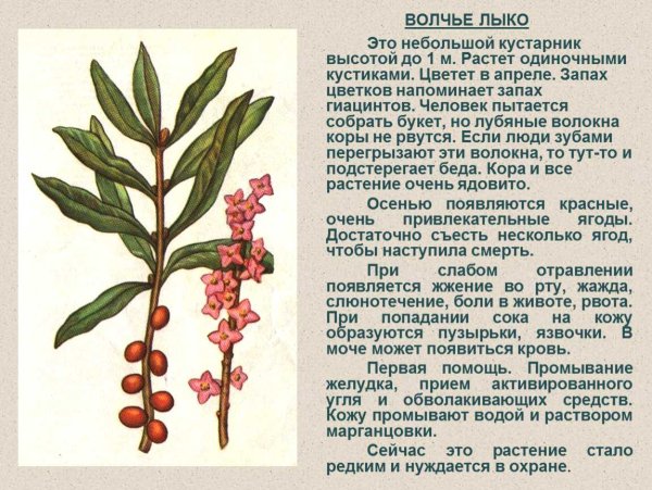 Ядовитые растения 3 класс окружающий мир Волчье лыко