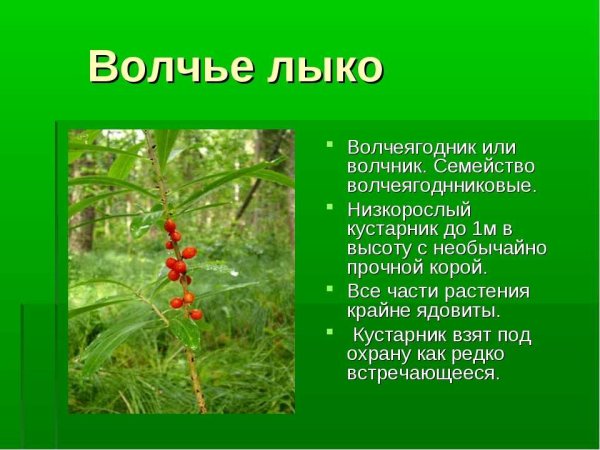 Волчье лыко систематика