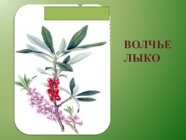 Атлас определитель Волчье лыко