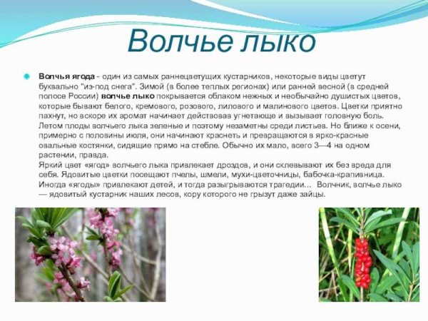 Волчье лыко зимой