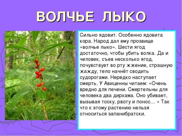 Волчье лыко ядовитое