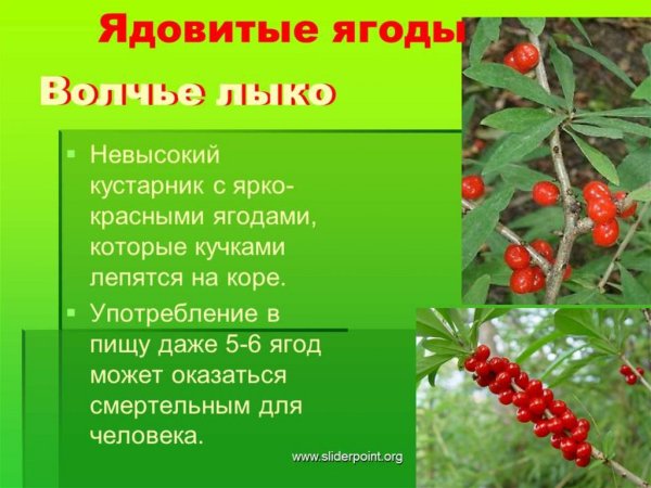 Ядовитые ягоды