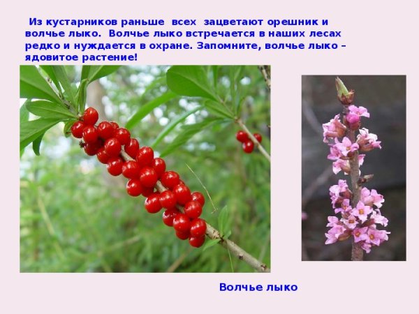 Красная книга растения Волчье лыко