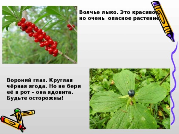 Ягоды Вороний глаз и Волчье лыко