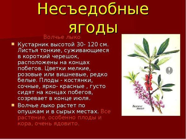 Рассказ про опасные растения Волчье лыко