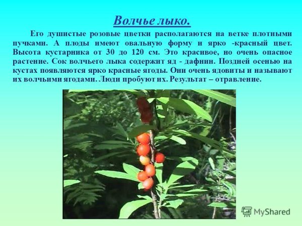 Растения Сахалинской области Волчье лыко