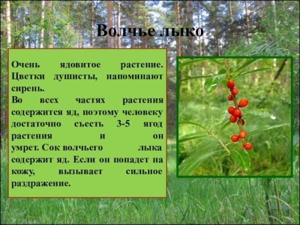 Проект Волчье лыко