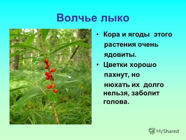 Волчье лыко