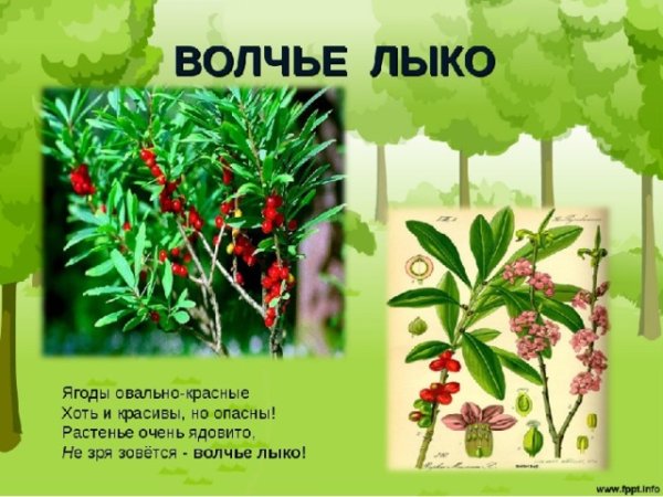 Волчье лыко опасное растение