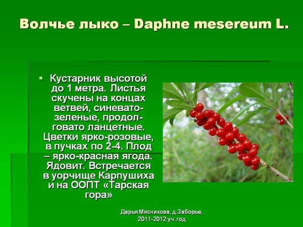 Волчье лыко 2 класс