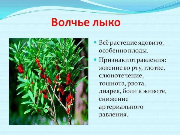 Волчье лыко ядовитое растение описание