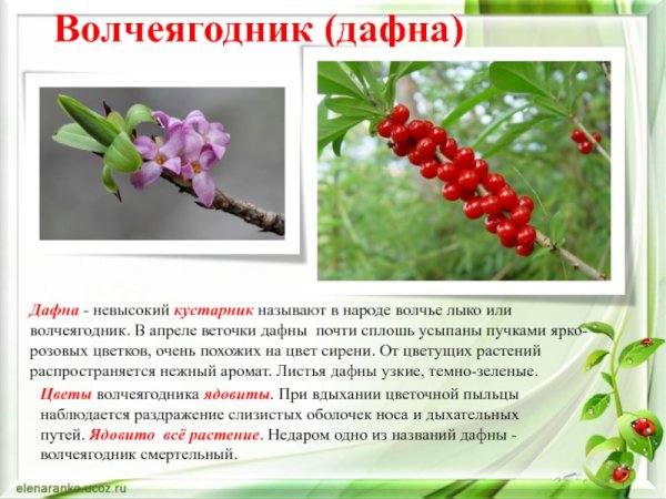 Опасные ягоды Волчье лыко